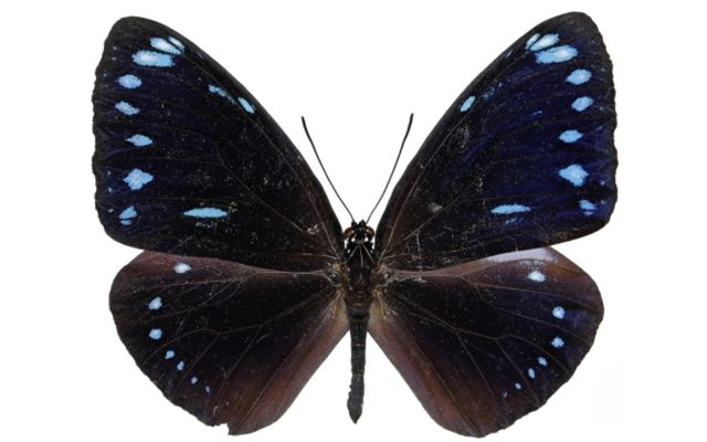 거제도에서 발견된 푸른줄까마귀왕나비