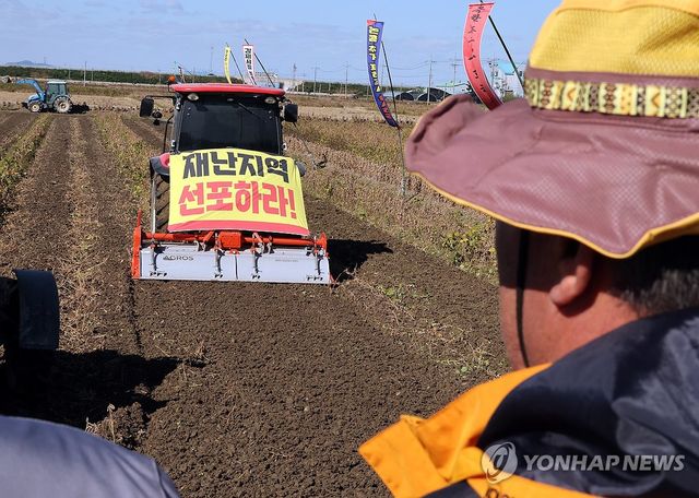지난달 27일 전북 김제시 부량면의 한 논콩 재배지에서 농민들이 논콩을 갈아엎는 트랙터를 보며 한숨짓고 있다. 이날 농민들은 집회를 열고 "9월 장마로 인한 논콩 피해를 추가 조사하고, 김제시를 특별재난지역으로 선포해달라"고 촉구했다. [연합뉴스 자료사진]