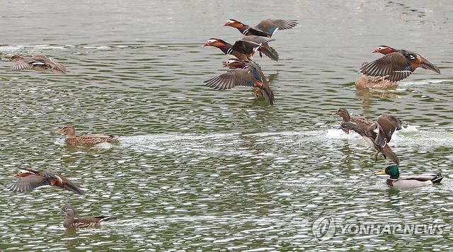 제주 찾은 원앙의 비행