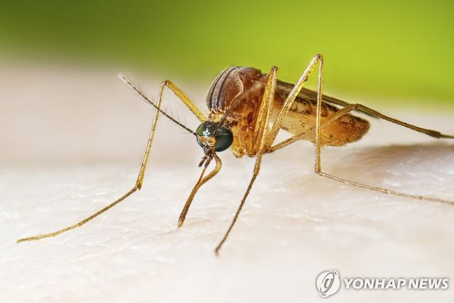 열대집모기. 미국 질병통제예방센터(CDC) 제공.