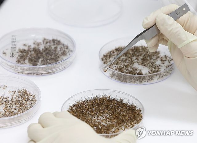 모기 분류 작업