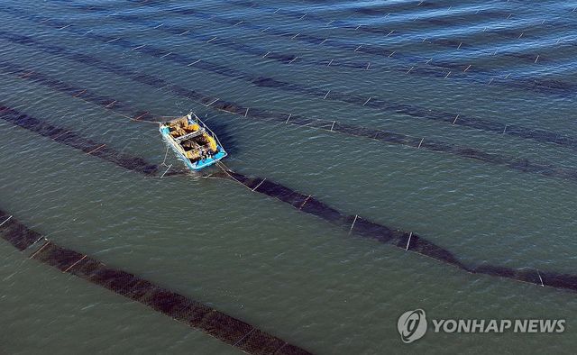 최강 한파에도 김 수확 한창