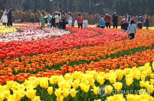 임자도 튤립정원