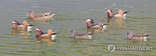 제주 찾은 원앙 무리