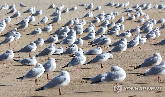 따뜻한 햇볕 쬐는 갈매기