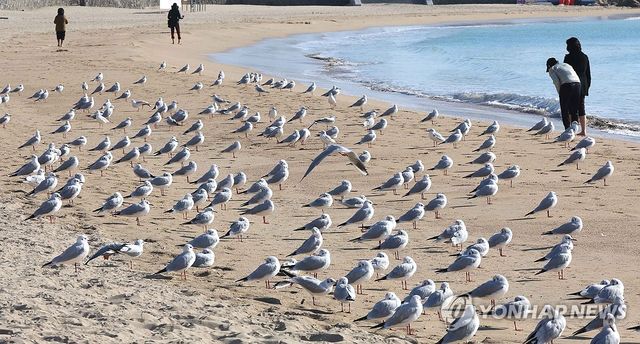 포근한 햇볕 쬐는 갈매기