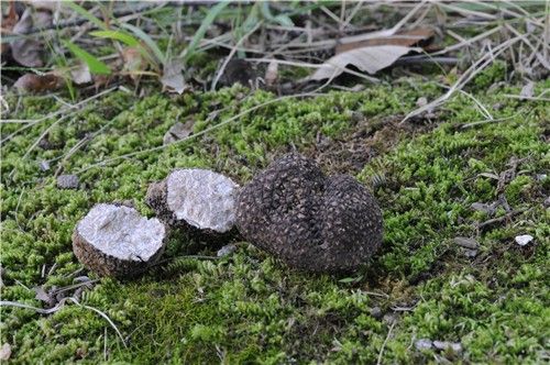 국립생물자원관이 새로 유전자 정보를 확보한 버섯 중 하나인 흙갈색덩이버섯. [자원관 제공. 재판매 및 DB 금지] 
