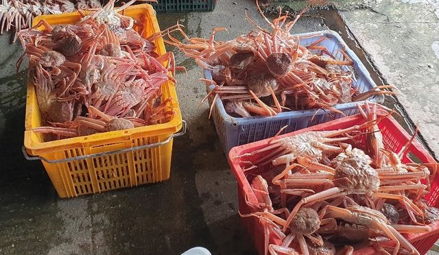 암컷대게 등 불법 포획 적발