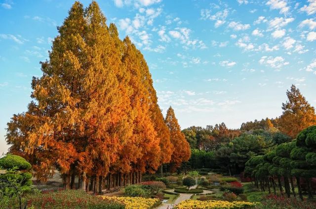 아가페정원 메타세쿼이아 길