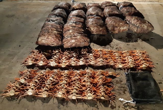 암컷대게 불법 포획 적발