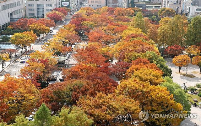단풍 물든 부산