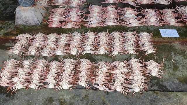 암컷대게 등 불법 포획한 어선 적발