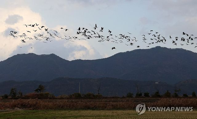 순천만 흑두루미