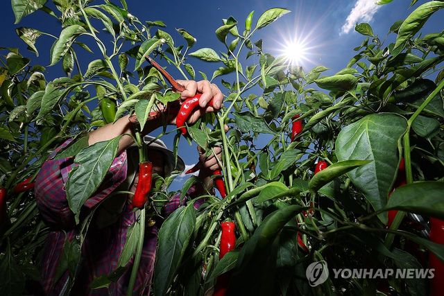 고추 수확