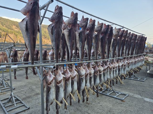지난해 거제 대구수산물축제 당시 시 장목면 외포항 일대에 걸린 건대구