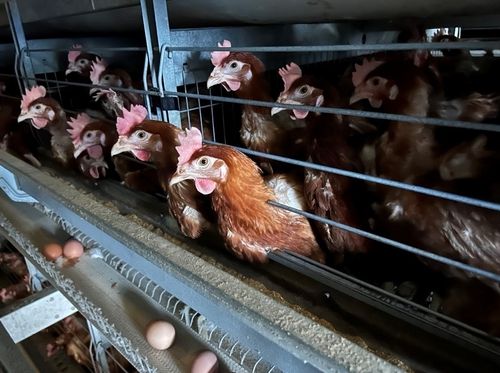 케이지에 있는 닭