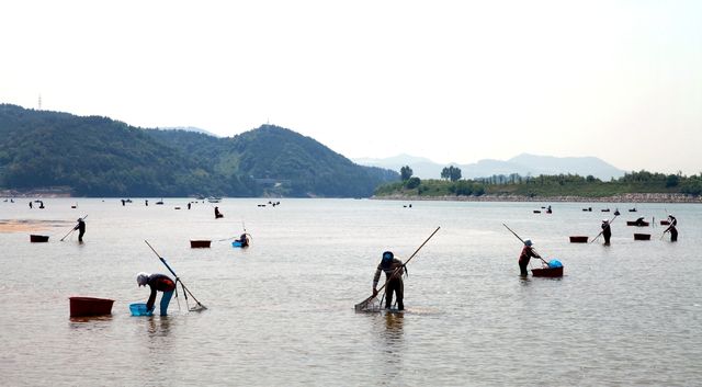 경남 하동군 섬진강 재첩잡이