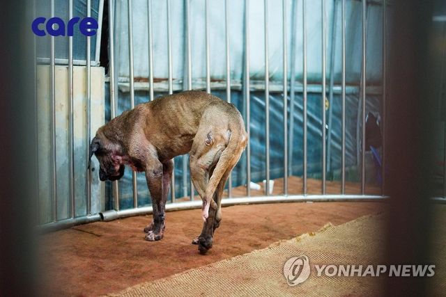 투견 도박장 (기사와 직접 관련없는 사진)