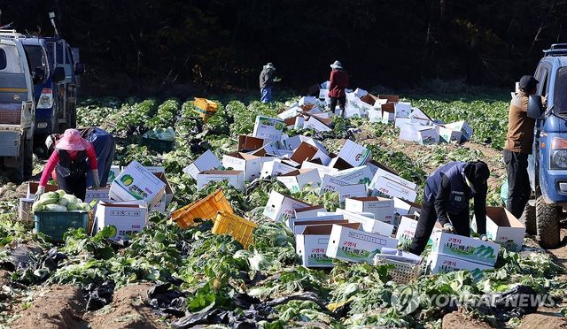 배추 수확하는 농민들