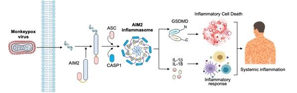 (서울=연합뉴스) 원숭이두창바이러스 감염 시 AIM2 단백질 센서가 염증반응을 유도하는 과정 모식도. 2025.11.25. [질병관리청 제공. 재판매 및 DB 금지]