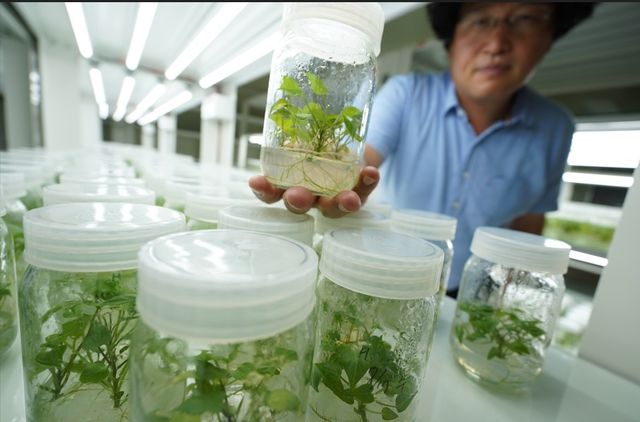 연구센터 내 조직묘 배양장