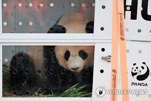 25일(현지시간) 중국으로 돌아가기 위해 비행기로 옮겨지는 암컷 판다 환환