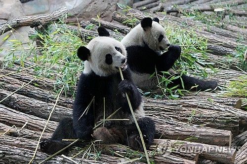 2012년 프랑스 도착한 환환·위안쯔 부부