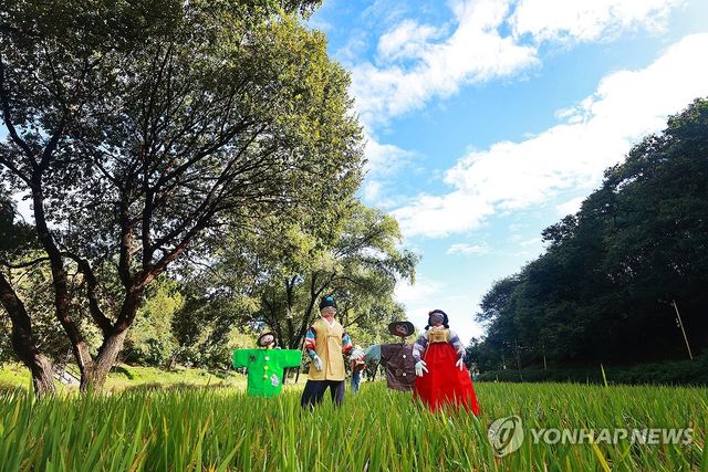 허수아비와 가을하늘