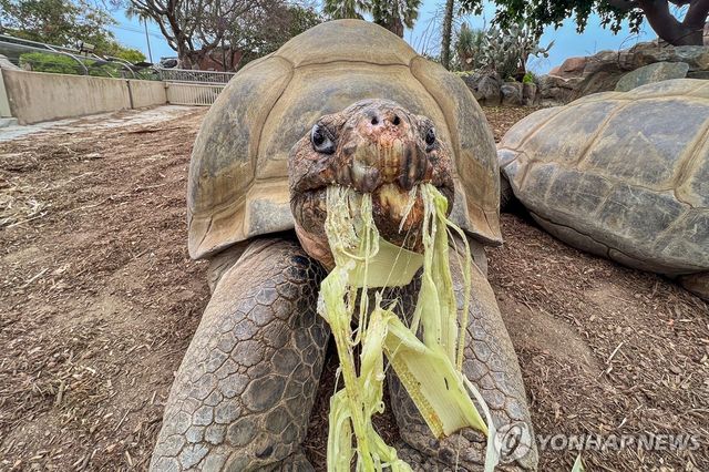 식사 중인 갈라파고스땅거북 그래마 