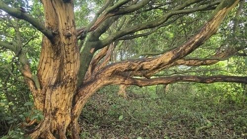 박피 된 후박나무