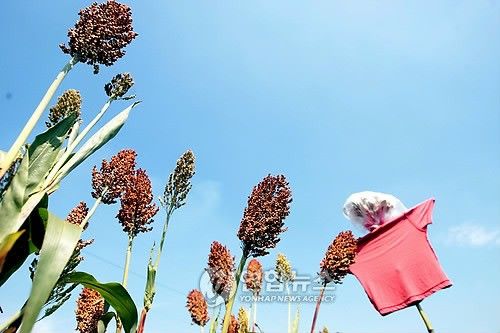 수수와 허수아비