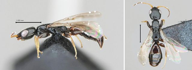 신종 '북방침벌'