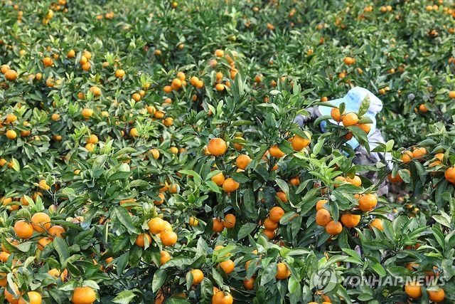 제주 감귤 수확의 계절