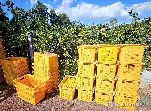 제주 감귤 수확철 컨테이너