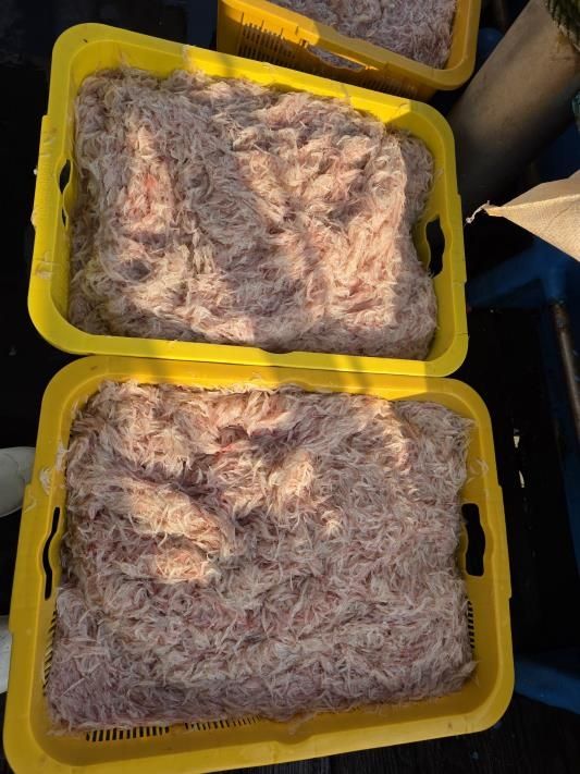 올해 닻자망으로 잡은 강화 추젓