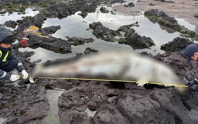 제주 삼양 앞바다에서 발견된 돌고래 사체