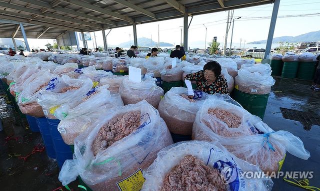 경매 앞둔 강화 추젓