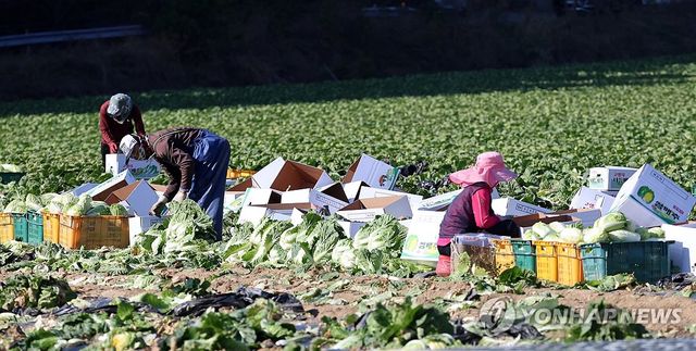 본격적인 김장철 맞아 배추 수확 한창