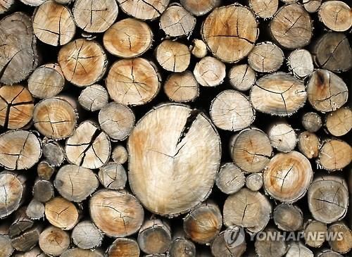 남아프리카공화국 하우익 근처 도로변의 벌목된 나무들 