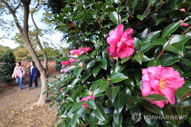 제주는 동백꽃 필 무렵