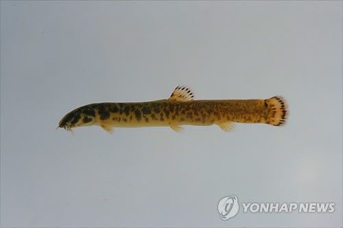 얼룩새코미꾸리