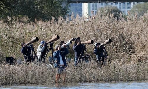 강릉 남대천의 물수리 찍는 대포부대