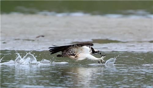 날카로운 발톱을 앞세우고 돌진