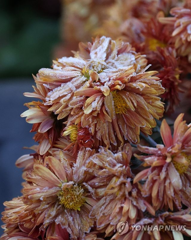 서리꽃 활짝