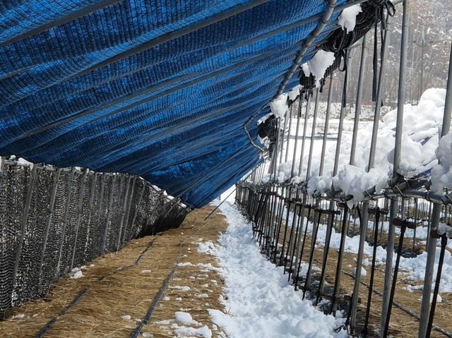 폭설에 내려앉은 인삼밭 차광망
