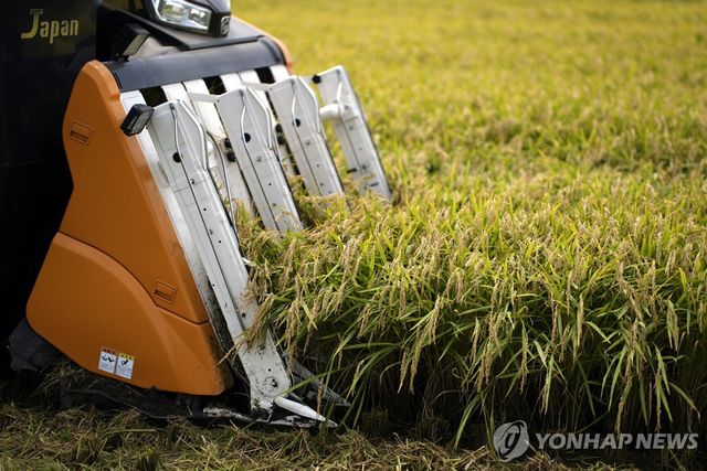 일본 쌀 수확