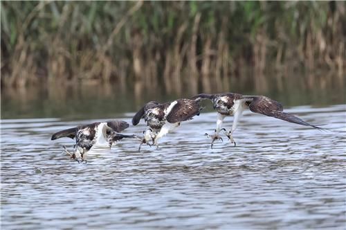 물고기 사냥하는 물수리