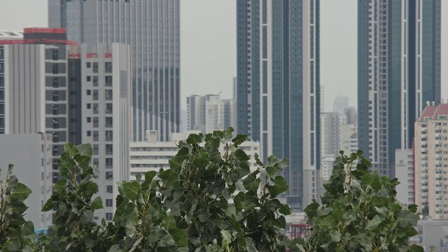 고층 아파트를 가린 노블포플러 