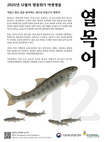 12월 멸종위기 야생생물 '열목어' 포스터