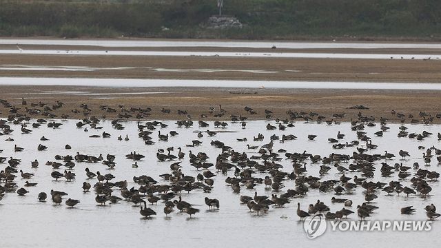 서산 천수만에 겨울철새 속속 도착